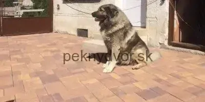 Zámková dlažba TOP ZÓNA KOMBI 